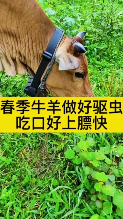 春季牛羊做好驱虫，吃口好消化吸收快，上膘自然也快啦#牛羊驱虫 #牛驱虫 #农村养牛 #养牛人 #三农养殖