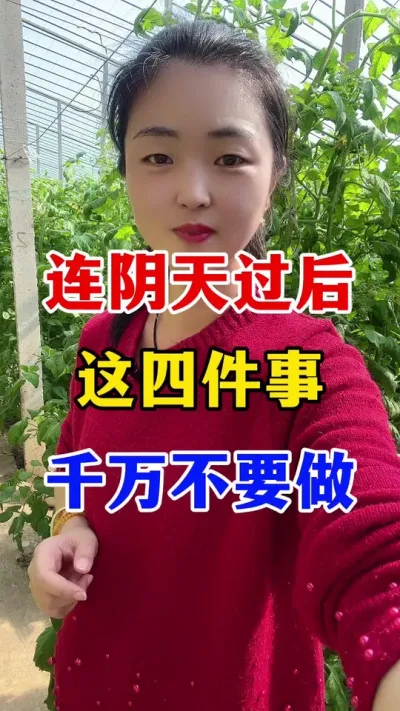 连续阴天过后这几件事不要做 #西红柿种植 #西红柿种植技术