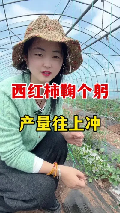西红柿鞠个功，产量往上冲#西红柿的种植方法 #西红柿种植
