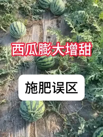 西瓜膨大用什么肥？西瓜增甜用什么肥？ #西瓜种植 #三农 #增产增收 #西瓜管理 #抖音助农