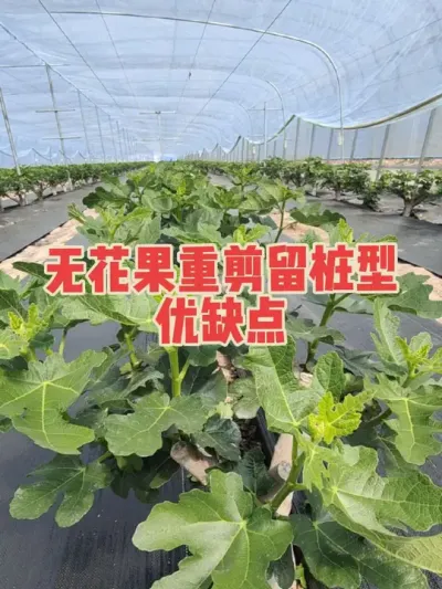 种植耐重剪的无花果品种，比如波姬红和芭劳奈，个人还是喜欢重剪留桩，傻瓜式操作特简单#耿记无花果种植专业合作社 #无花果树苗