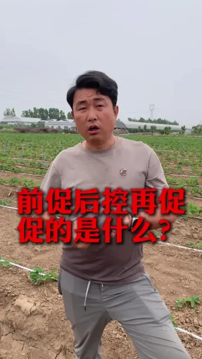 草莓前促后控再促的是什么#草莓种植 #草莓管理 #草莓种植技术 #新农人计划 #分享农业知识帮农民增产增收