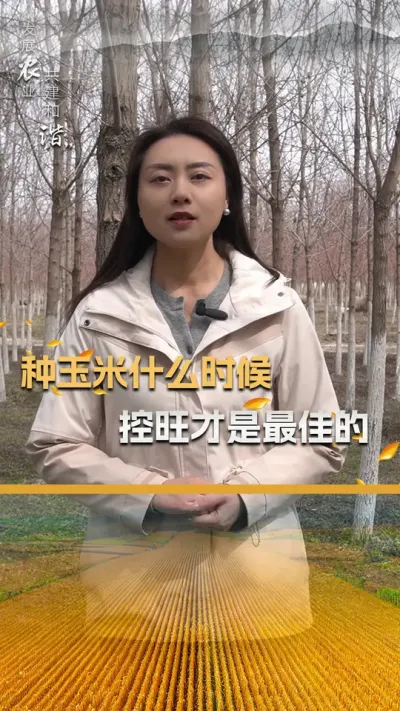 种玉米什么时候控旺才是最佳的#玉米种植 #玉米种植技术 #玉米种子 #三农 #抖音新农人