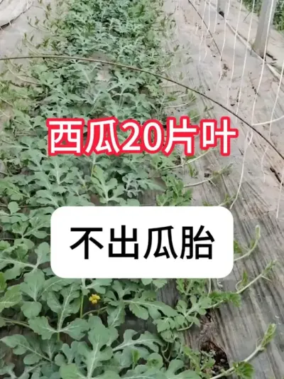 西瓜长的旺，但不出瓜胎怎么办 #农业种植 #西瓜种植 #抖音助农 #新农人计划 #真赞农业