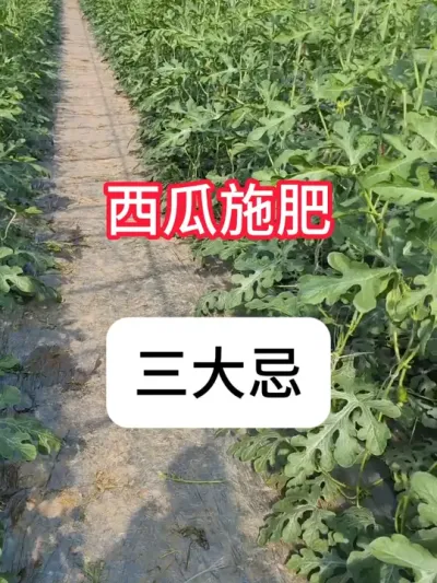 高产西瓜施肥关键点 #农业种植 #抖音助农 #西瓜 #新农人计划 #真赞农业