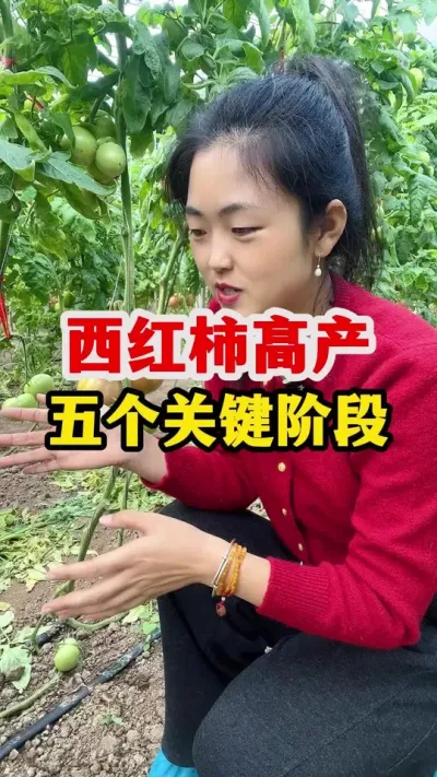 西红柿想要高产抓住五个关键阶段 #西红柿种植 #西红柿种植技术