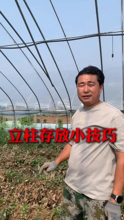 立柱省工存放技巧#草莓种植 #草莓种植技术 #草莓管理 #草莓管理技术  #分享农业知识帮农民增产增收