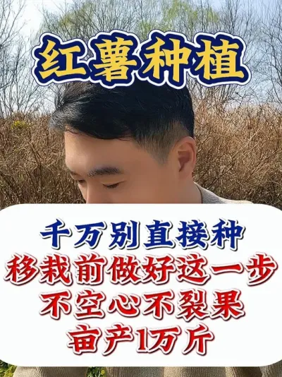 红薯想高产，蘸根少不了 #红薯种植 #红薯高产种植 #红薯高产 #红薯种植技术 #农业种植