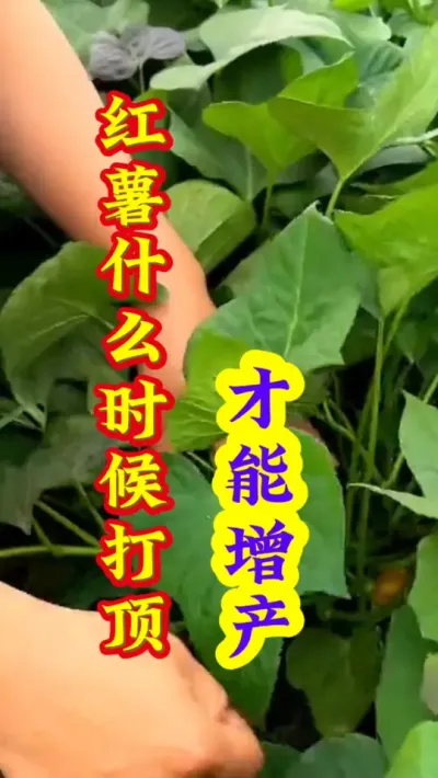 做红薯什么时候打顶才能高产 #红薯种植  #红薯高产  #红薯高产种植  #红薯种植技术