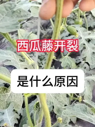 西瓜裂藤是什么原因？有影响吗 #西瓜种植 #三农 #病虫害防治 #增产增收 #抖音助农