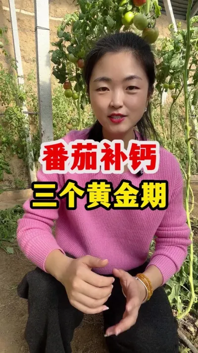 西红柿补钙有三个关键时期一定要抓住 #西红柿种植 #西红柿种植技术