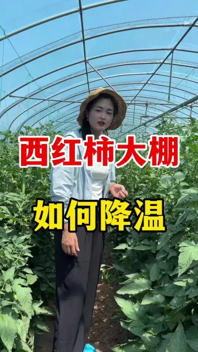 西红柿大棚如何降温 #西红柿种植的方法与技术 #西红柿管理
