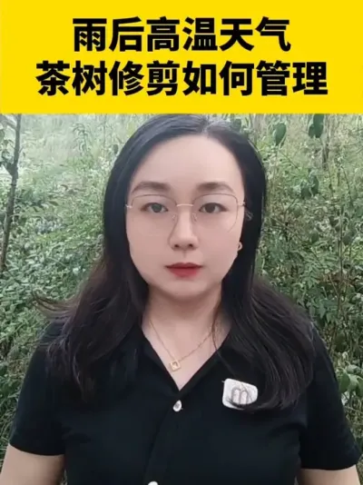 雨后高温茶树修剪后如何管理#茶树种植 #茶树管理技术与指导 #茶树