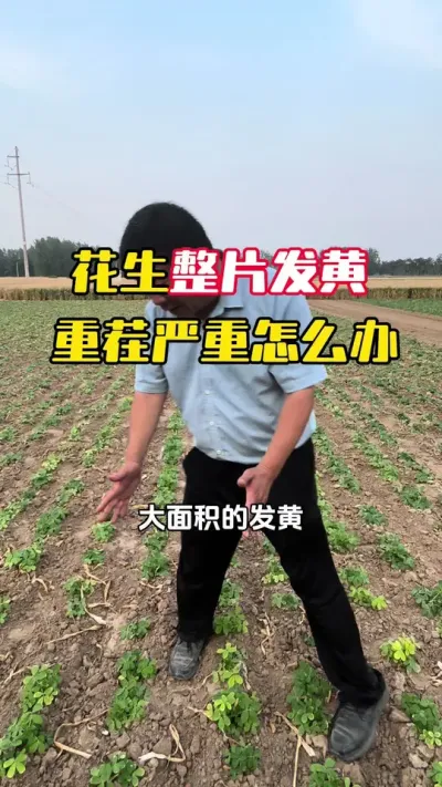 花生大面积发黄，连年重茬种植产量上不去怎么办#花生管理 #花生高产管理 #花生种植 #花生发黄的原因及防治方法 #毛国富大田高产管理