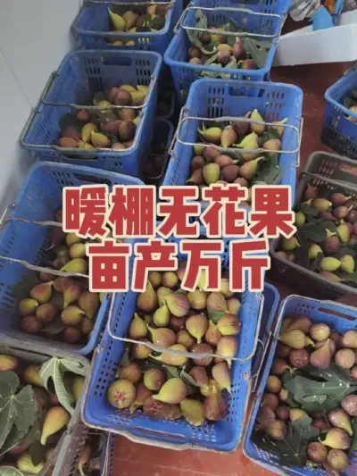 超长的结果期，理想的价格，成就了北方暖棚无花果种植的良好效益#耿记无花果种植专业合作社 #无花果树苗