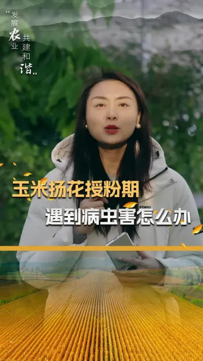 玉米扬花授粉期遇到病虫害怎么办#玉米种植技术 #玉米种植 #玉米种子 #三农 #抖音新农人