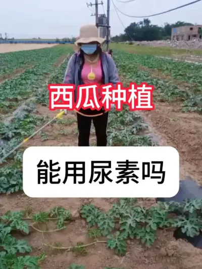 西瓜种植 西瓜能撒尿素吗？尿素在西瓜上用法#农业种植 #抖音助农 #西瓜 #新农人计划 #真赞农业