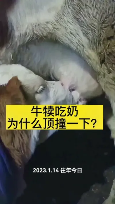 #农村养牛 #养牛人 #西门塔尔 #西门塔尔繁殖母牛 #助力三农
