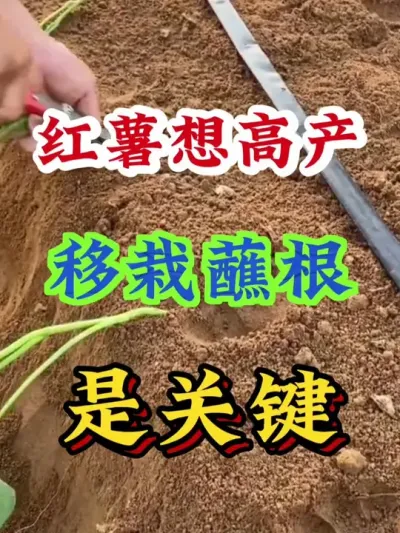 视频同款点这里 红薯想高产移栽蘸根是关键#红薯种植 #红薯高产 #红薯高产种植 #红薯高产种植管理方案