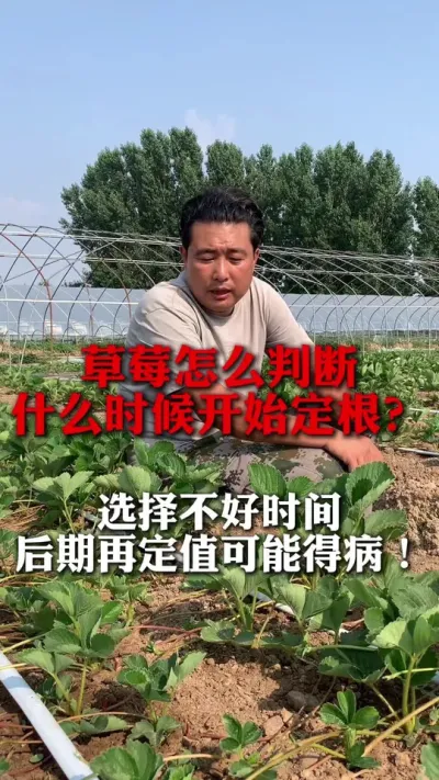 草莓什么时间定根最为合适？#草莓种植 #草莓管理 #草莓种植技术 #分享农业知识帮农民增产增收 #新农人计划