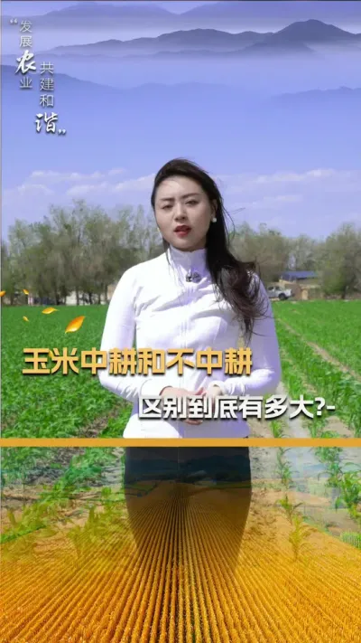 玉米中耕和不中耕，区别到底有多大？#玉米种植 #玉米种植技术 #玉米种子 #三农 #抖音新农人