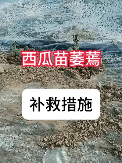 西瓜苗萎蔫怎么补救？西瓜苗萎蔫原因和补救措施 #农业种植#西瓜种植#抖音助农#病虫害防治#真赞农业