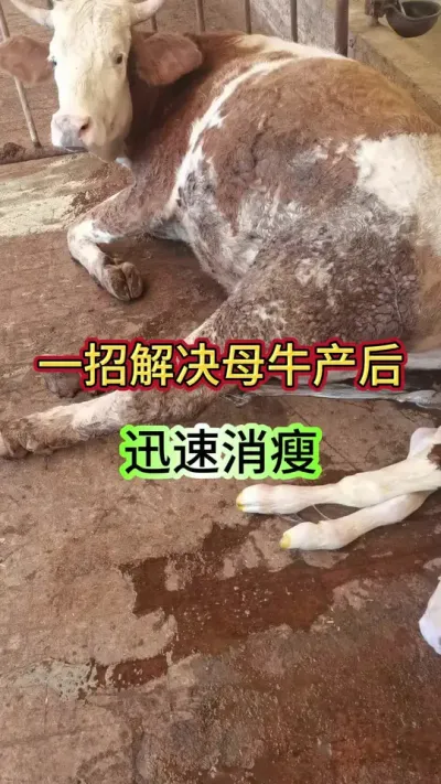 一招解决母牛产后严重消瘦#母牛 #繁殖母牛 #西门塔尔繁殖母牛