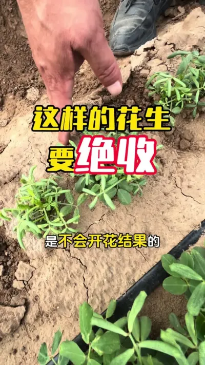 这样的花生要绝收了，一定要重视#花生种植 #花生高产 #花生管理 #蓟马 #毛国富大田高产管理