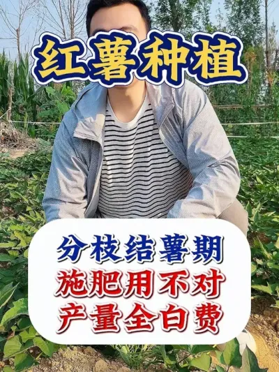 红薯分枝结薯期，千万要注意 #红薯种植 #红薯种植技术 #红薯高产 #红薯高产种植 #农业种植