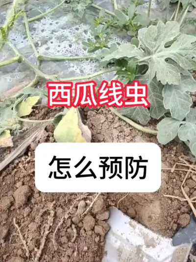 西瓜种植 西瓜根长瘤子怎么回事？西瓜线虫防治方法#西瓜 #病虫害防治 #农业种植 #瓜果蔬菜#真赞农业