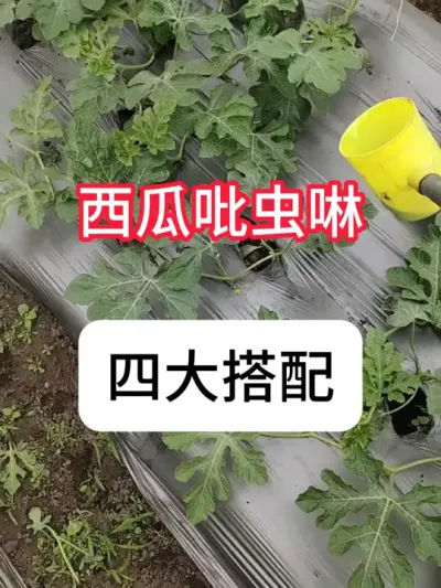 吡虫啉在西瓜上的用法 #种植小技巧 #农业种植 #抖音助农 #西瓜 #真赞农业