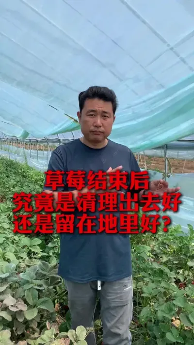 草莓结束究竟是清理出去好还是留在地里好？#分享农业知识帮农民增产增收 #草莓种植管理技术和方法 #草莓种植 #种植小技巧 #新农人计划
