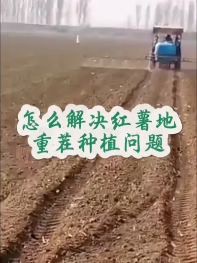 怎么解决红薯重茬问题#红薯高产种植  #红薯高产  #红薯种植  #红薯种植技术