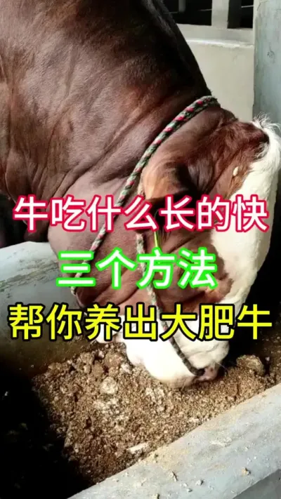 牛吃什么长的快，三个方法帮你养出大肥牛#养牛人 #科学养牛 #农村养牛 #养牛 #育肥牛