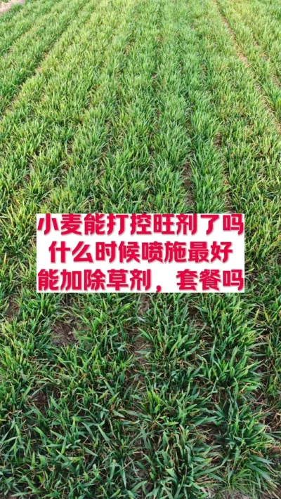 小麦控旺能喷施了吗 #支持三农扶持三农发展 #关注我每天为你分享更多农业知识