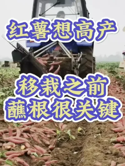 红薯想高产蘸根是关键#红薯高产种植  #红薯高产  #红薯种植 #红薯种植管理