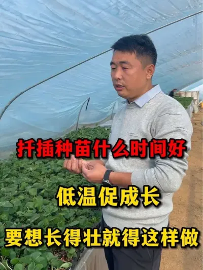 扦插草莓种苗啦！#农业种植 #草莓 #三农种植  #草莓🍓#新农人计划