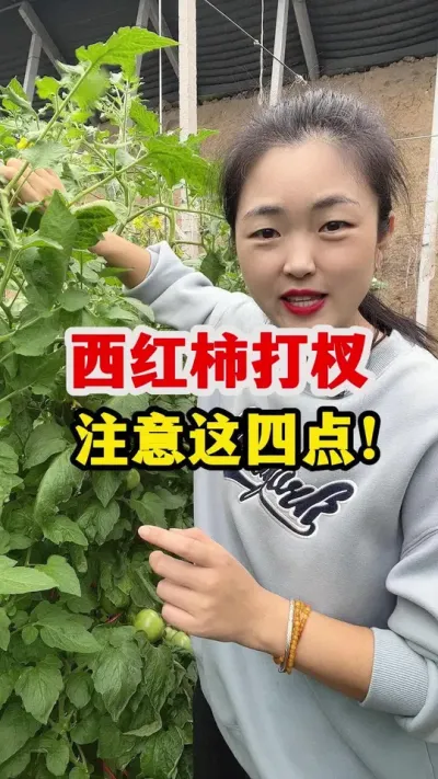 西红柿打杈注意这四点 #西红柿种植 #西红柿种植技术