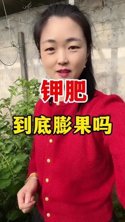 钾肥到底膨不膨果？ #西红柿种植 #西红柿种植技术