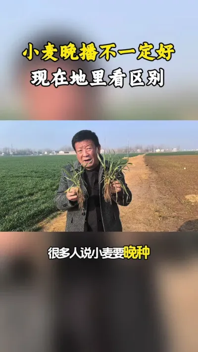 小麦晚播不一定好，要在适宜的时期去播种，能更好地分蘖成穗，并且减少播种量#小麦年后管理 #小麦高产种子 #小麦增产 #小麦播种时间 #毛国富大田高产管理