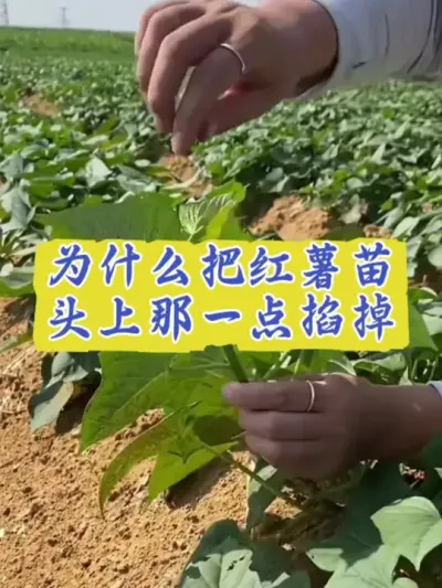 为什么要把红薯苗顶上掐掉#红薯高产种植  #红薯高产  #红薯种植 #红薯种植管理