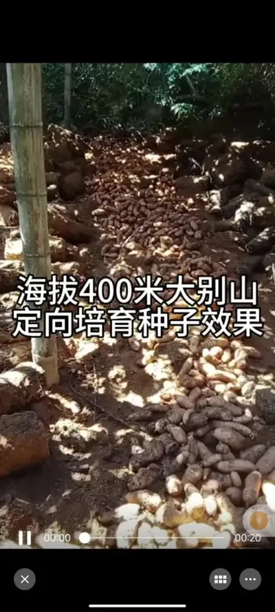 我们定向培育种子在低海拔具体表现 2023年回访罗田县九资河镇葫芦石村海拔400米客户用我们的种子效果展示#天麻种植 #农业技术推广 #技术分享 @抖音小助手
