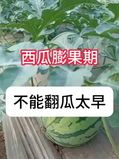 西瓜什么时候翻瓜最好？西瓜翻瓜一定不要太早 #西瓜种植#增产增收 #三农 #种植小技巧 #抖音助农