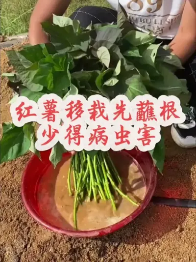 红薯想高产移栽蘸根是关键#红薯种植 #红薯高产 #红薯高产种植 #红薯高产种植管理方案