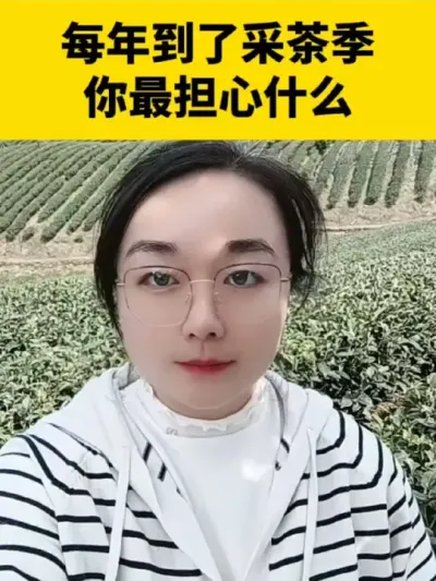 每年到了采茶季你最担心什么#茶树 #茶树种植 #春茶 #采茶