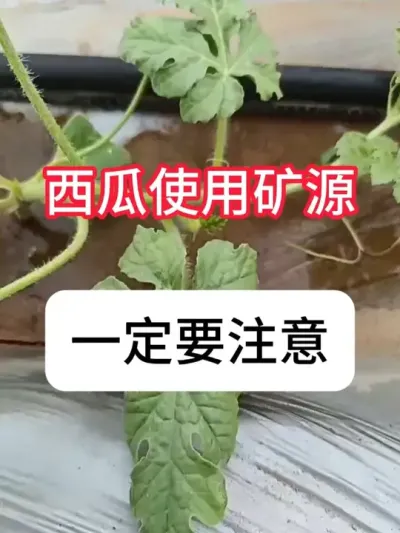 种西瓜能用到矿源吗？矿源黄腐酸钾使用方法 #农业种植 #西瓜 #种植小技巧 #抖音助农 #农业知识