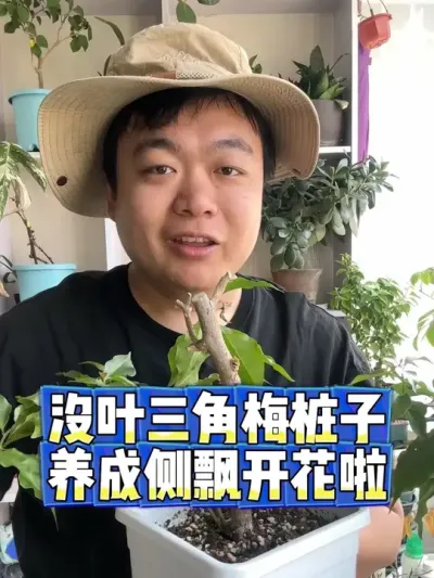没有叶子的三角梅桩子，救活开花啦。 #养花 #养花小知识 #花卉 #花卉绿植 #盆栽