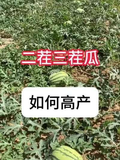西瓜留二茬三茬瓜要注意哪些？西瓜高产技术 #农业种植#西瓜#抖音助农#种植小技巧#农业技术推广