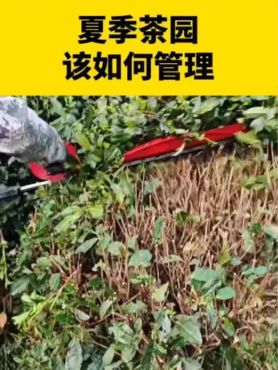 夏季茶园该如何管理#茶树 #茶树种植 #茶树种植技术与管理