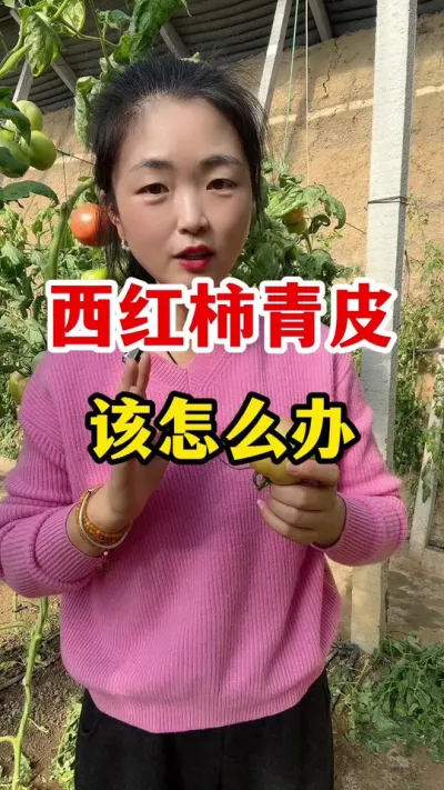 西红柿青皮果到底怎么办？ #西红柿种植 #西红柿种植技术